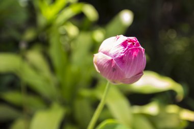 pembe lotus veya nilüfer