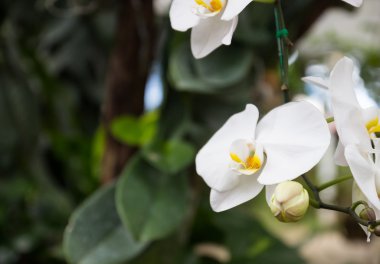 Beyaz orkide phalaenopsis