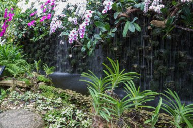 Beyaz ve mor orkide şelalenin yakınındaki