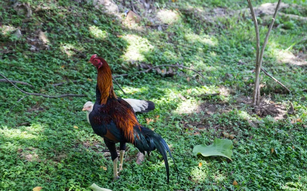 Asiatisk kyckling står på gräset — Stockfoto