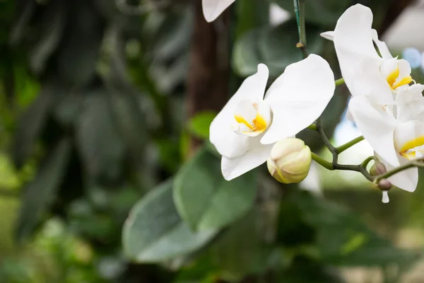 Bílá orchidej phalaenopsis — Stock fotografie
