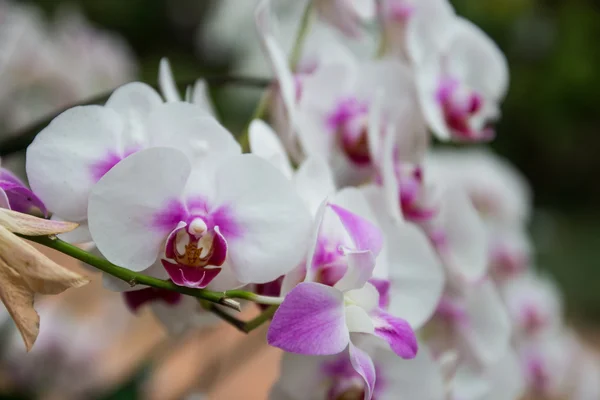 Bílé a fialové orchideje — Stock fotografie
