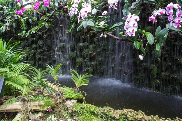 Vit och lila orkidé nära vattenfallet — Stockfoto