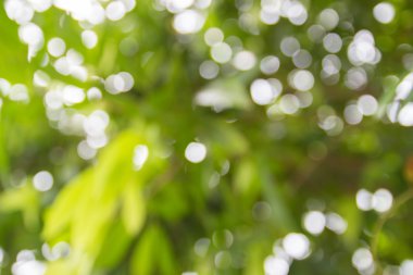 bulanık görüntü bokeh soyut yeşil yaprak