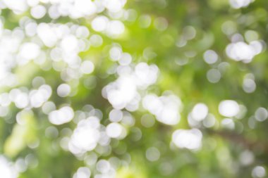 bulanık görüntü bokeh soyut yeşil yaprak