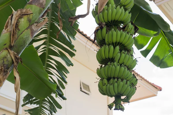 Unreife Bananenfrucht — Stockfoto