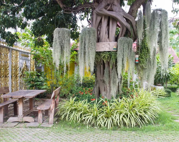 Muschio spagnolo decorazione sul grande albero — Foto Stock