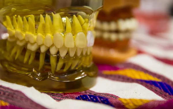 El modelo de dientes — Foto de Stock