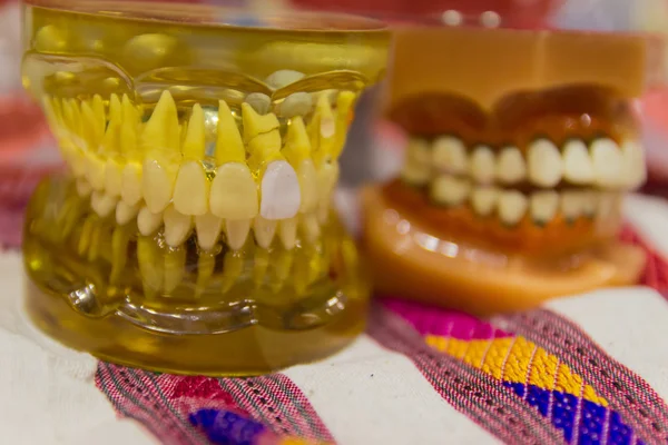 El modelo de dientes — Foto de Stock