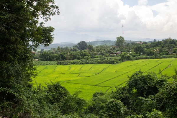 Beskåda av risfält på landsbygden thailand — Stockfoto