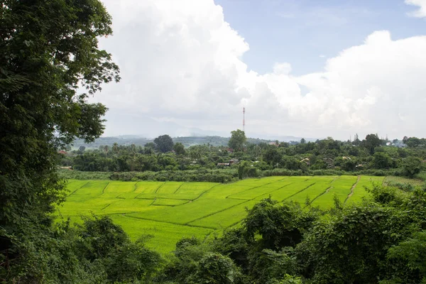La vista del campo de arroz en Tailandia rural — Foto de Stock