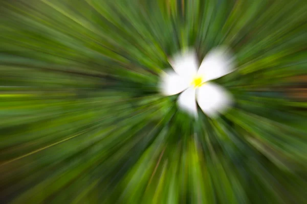 Witte bloem en groene kleur Toon motion blur afbeelding abstr — Stockfoto