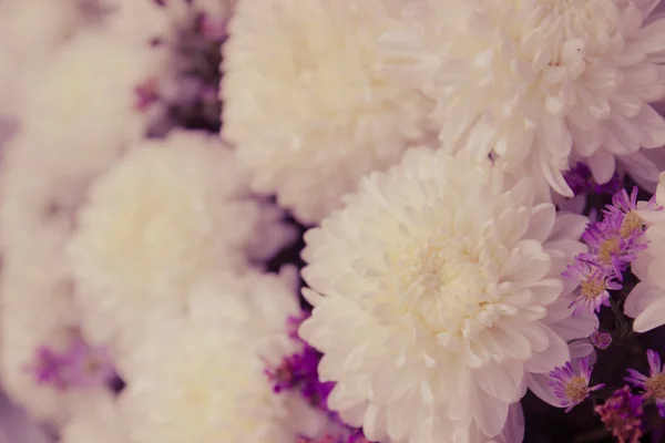 Foco suave do buquê de flores de crisântemo branco — Fotografia de Stock