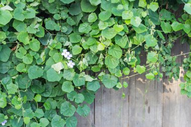 dağcı ahşap duvar arka planı için