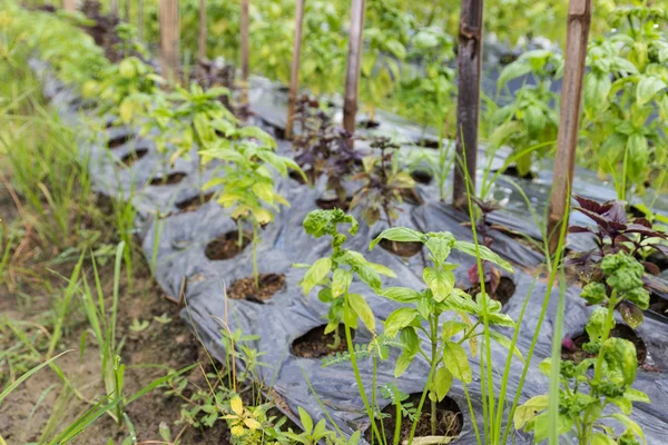 Édes basil, növekszik a farm — Stock Fotó