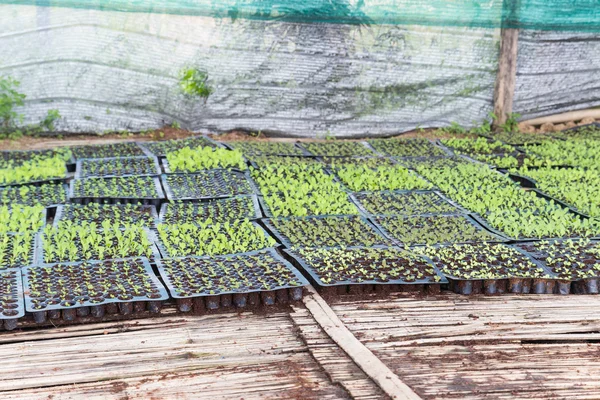 Sadzenie warzyw rosnące w zasobniku — Zdjęcie stockowe