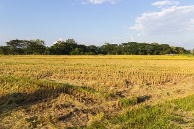 pirinç çeltik alan