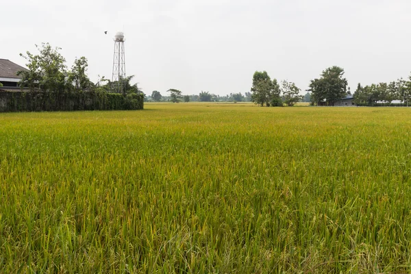 Ryżu niełuskanego pola w Azji kraj — Zdjęcie stockowe