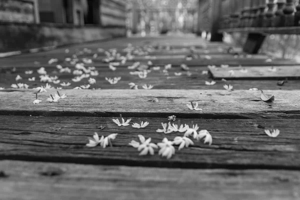 White little flower on old wooden floor — Stock Photo, Image