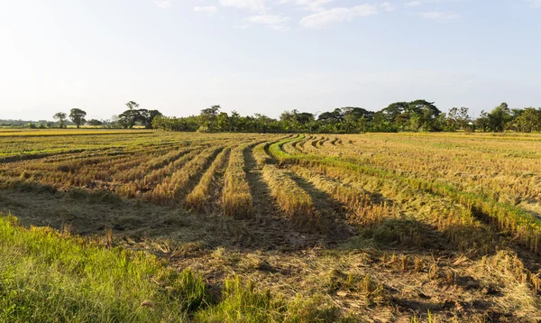 Ryżu niełuskanego dziedzinie — Zdjęcie stockowe
