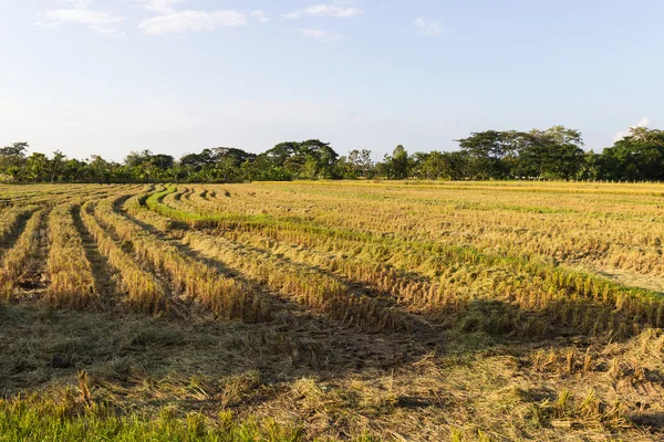 Ryżu niełuskanego dziedzinie — Zdjęcie stockowe