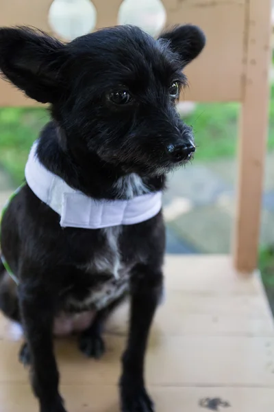 Perro negro mestizo sentado en silla de madera — Foto de Stock