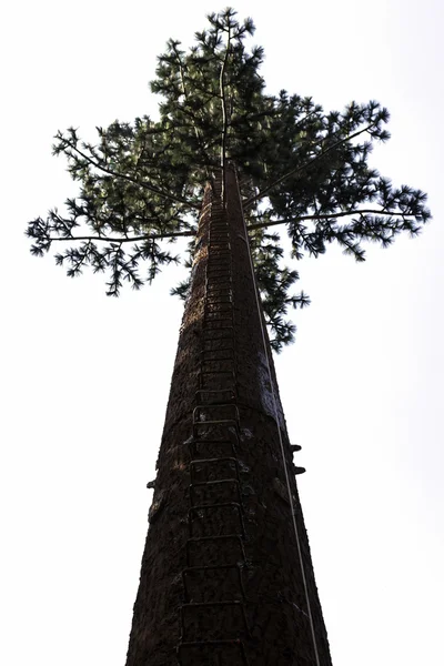 La escalera en el poste del teléfono en el árbol falso alto — Foto de Stock