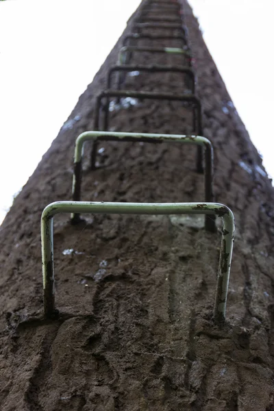 La scala su palo del telefono in albero falso alto — Foto Stock