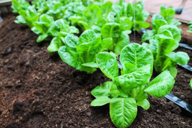 Çünkü grupta büyüyen marul