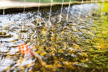 havuzda su püskürtme ile Goldfish