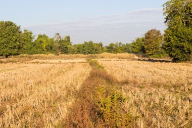 pirinç çeltik hasat sonra alan