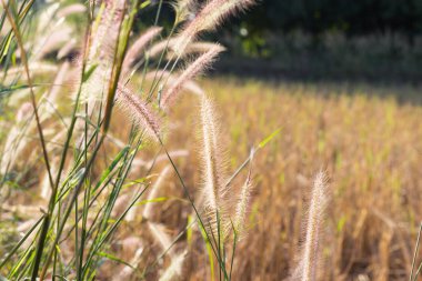 paddy alanındaki çimen çiçek