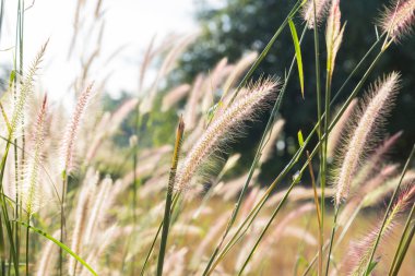 paddy alanındaki çimen çiçek
