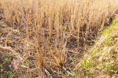 pirinç çeltik hasat sonra alan