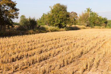 pirinç çeltik hasat sonra alan