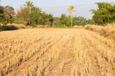 pirinç çeltik hasat sonra alan