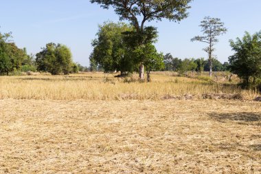 pirinç çeltik hasat sonra alan