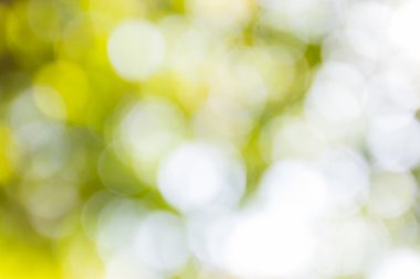 açık havada doğal bokeh arka planda sarı ve yeşil tonları