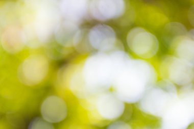 açık havada doğal bokeh arka planda sarı ve yeşil tonları