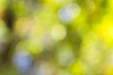 açık havada doğal bokeh arka planda sarı ve yeşil tonları