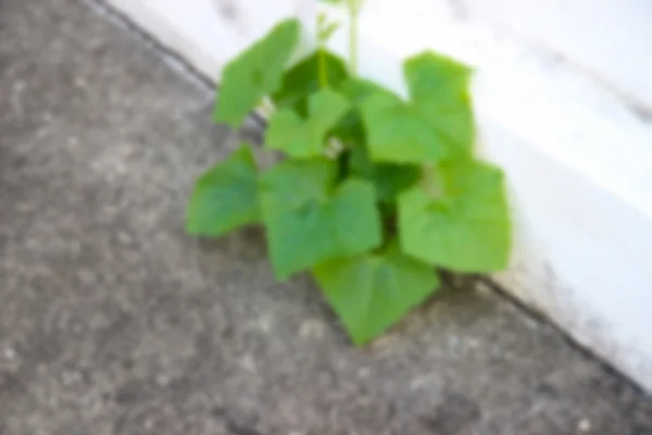 Blurry image of lvy Gourd plant growing on the footpath — Stock Photo, Image