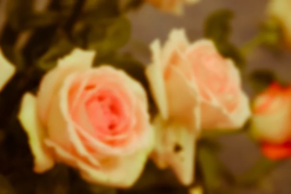 粉红玫瑰离焦模糊图像 — 图库照片