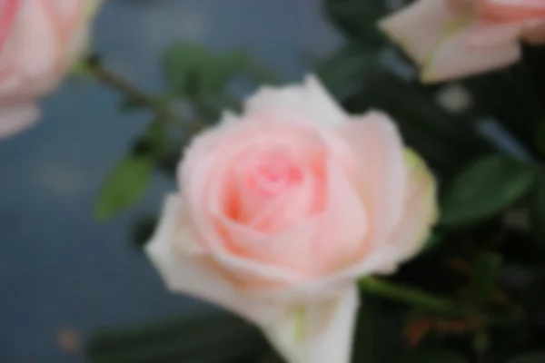 Blurry defocused image of pink roses with blue background — Stock Photo, Image