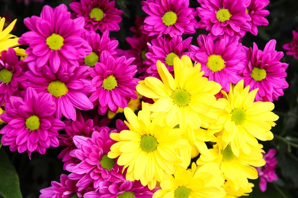 Flor de crisântemo roxo e amarelo — Fotografia de Stock