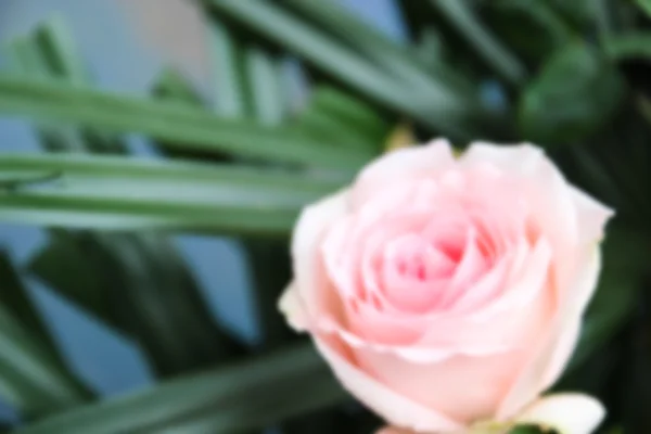 Imagen borrosa desenfocada de rosa rosa con fondo azul —  Fotos de Stock