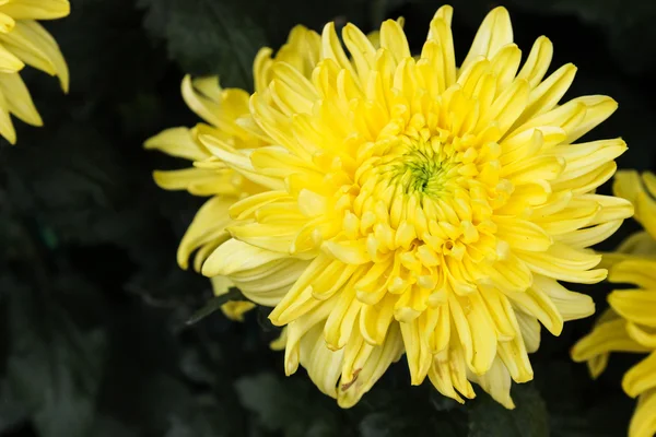 Flor flor de crisantemo amarillo — Foto de Stock