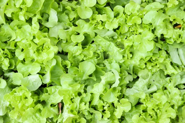 Salat aus grüner Eiche — Stockfoto