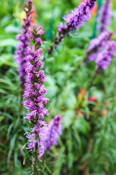 Flor liatris púrpura — Foto de Stock