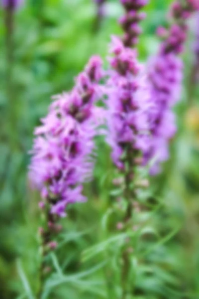 Borrosa desenfocado liatris flor púrpura — Foto de Stock