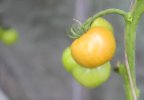 Verschwommene defokussierte Tomate in Biobauernhof — Stockfoto